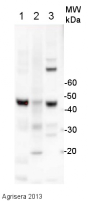 ACT | Actin (polyclonal) in the group Antibodies Plant/Algal / Plant Developmental Biology / Cytoskeleton at Agrisera AB (Antibodies for research) (AS13 2640)